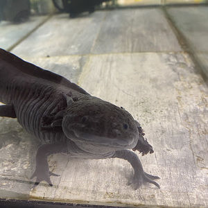 Meet your Posher, Luis